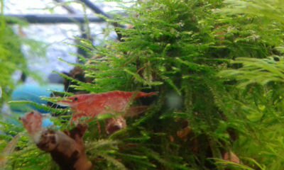 Neocaridina heteropoda
