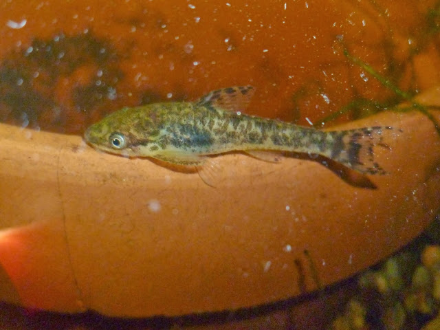 Otocinclus arnoldi