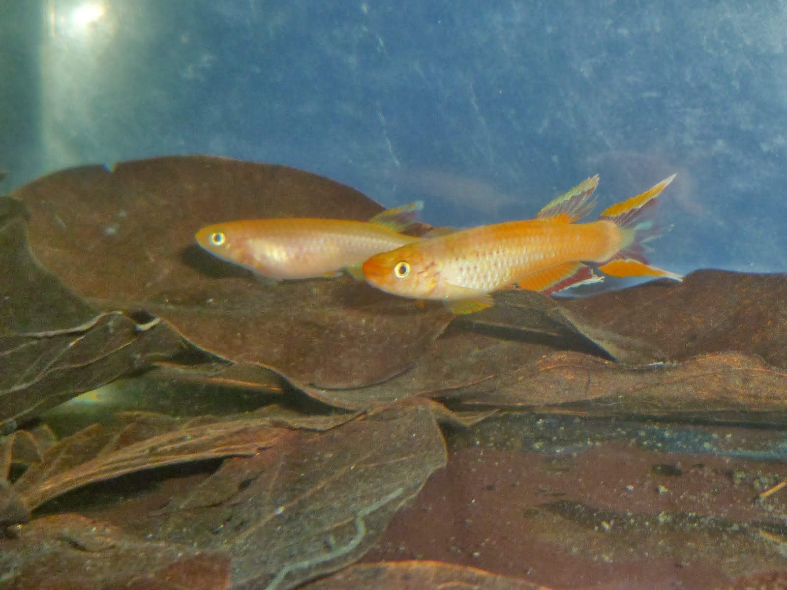 Pareja de Aphyosemion australe