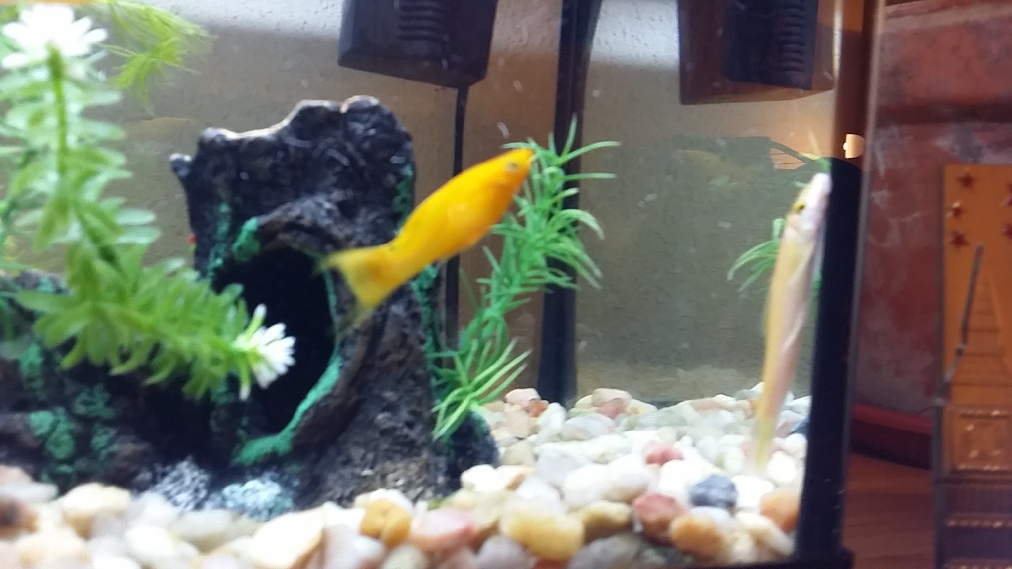 Pecera 25 litros(Mollys, Gupys, Tetras y albino Chino comelagas)