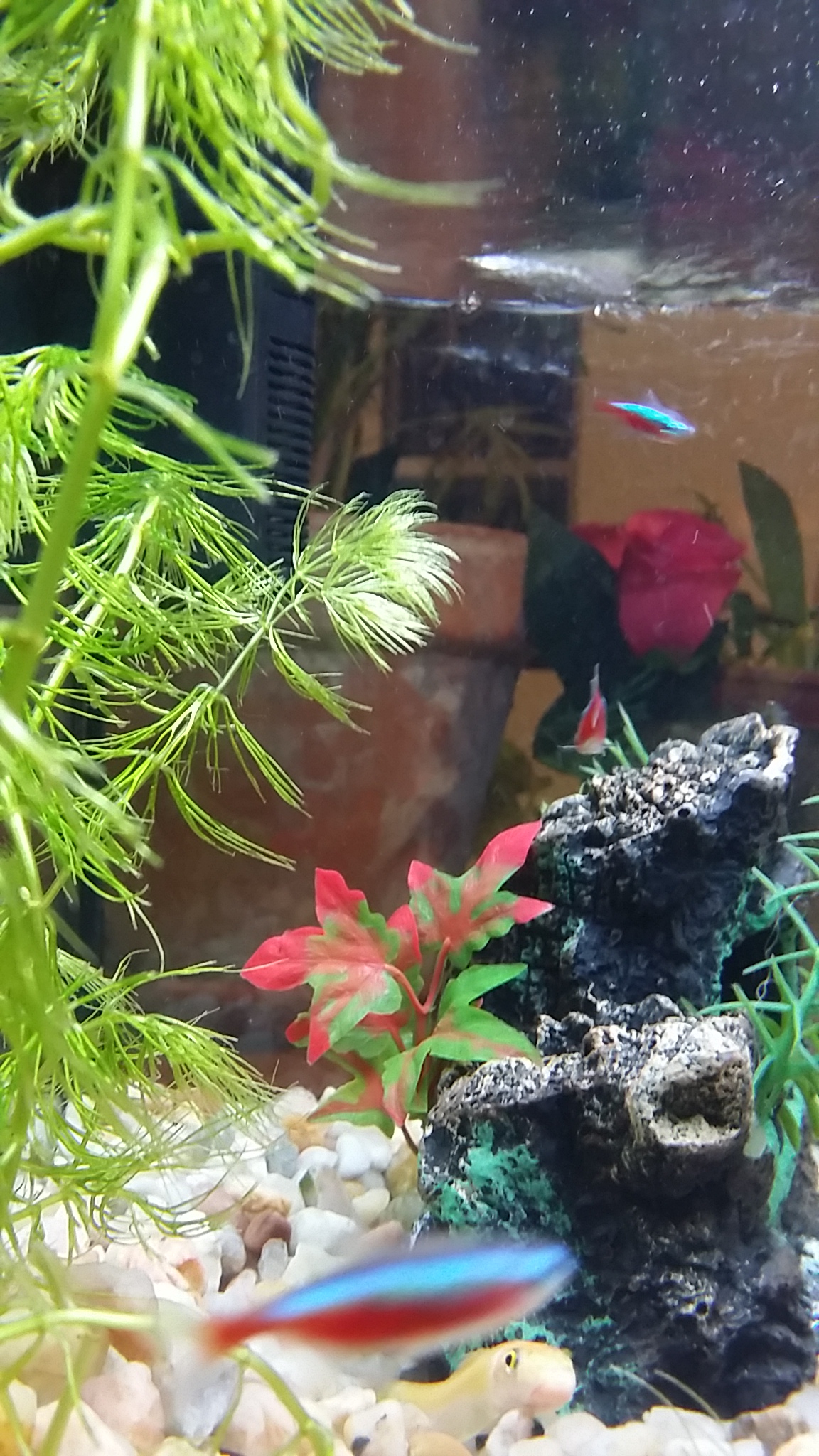 Pecera 25 litros(Mollys, Gupys, Tetras y albino Chino comelagas)